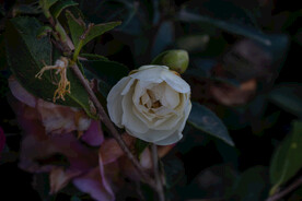 茶梅花 