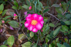  茶梅花 