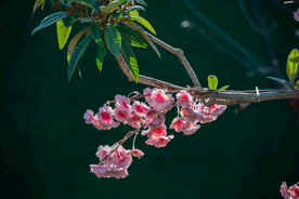 花卉 