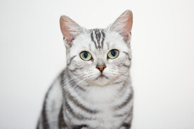 短毛虎斑猫