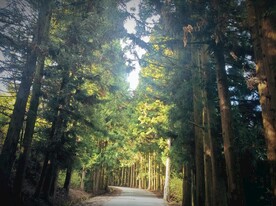 杉树