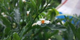珊瑚樱