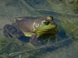 青蛙