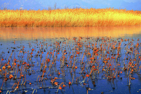 北京野鸭湖湿地公园