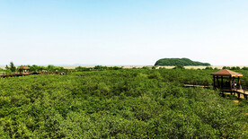 广东海陵岛红树林湿地