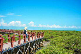 广西北海金海湾红树林