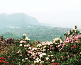 毕节百里杜鹃
