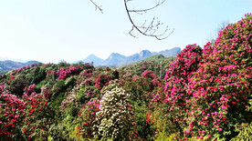毕节百里杜鹃