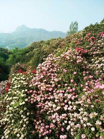 毕节百里杜鹃
