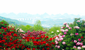 毕节百里杜鹃
