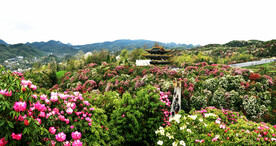 毕节百里杜鹃