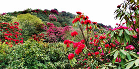 毕节百里杜鹃