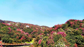 毕节百里杜鹃