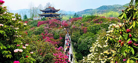 毕节百里杜鹃