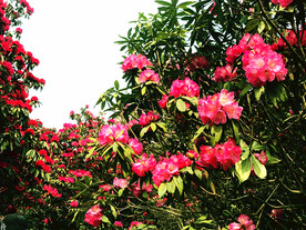毕节百里杜鹃