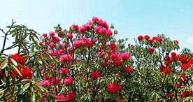 毕节百里杜鹃