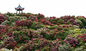 毕节百里杜鹃
