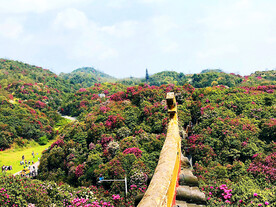 毕节百里杜鹃