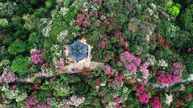 毕节百里杜鹃