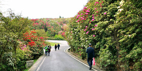 毕节百里杜鹃