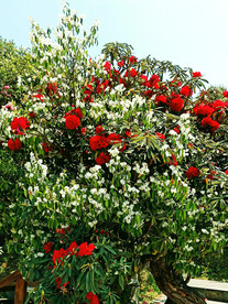 毕节百里杜鹃