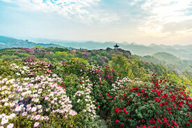 毕节百里杜鹃