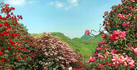 毕节百里杜鹃