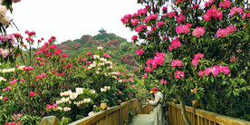 毕节百里杜鹃