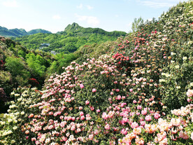 毕节百里杜鹃