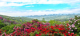 毕节百里杜鹃