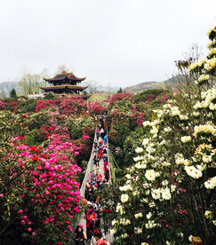 毕节百里杜鹃