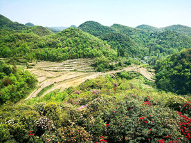 毕节百里杜鹃