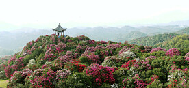 毕节百里杜鹃