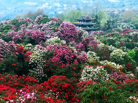 毕节百里杜鹃