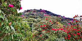 毕节百里杜鹃