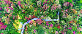 毕节百里杜鹃