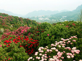 毕节百里杜鹃