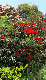 毕节百里杜鹃