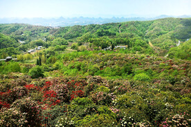 毕节百里杜鹃