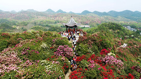 毕节百里杜鹃