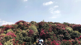 毕节百里杜鹃