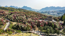 毕节百里杜鹃