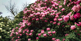 毕节百里杜鹃