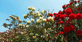毕节百里杜鹃