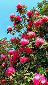 毕节百里杜鹃