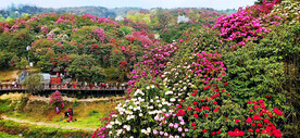 毕节百里杜鹃