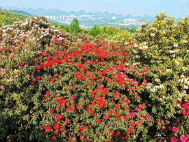 毕节百里杜鹃