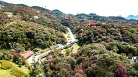 毕节百里杜鹃
