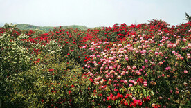 毕节百里杜鹃