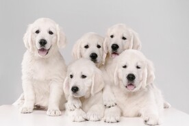 一群白色金毛幼犬